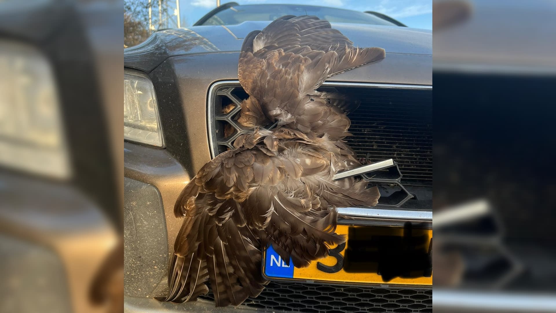 Auto rijdt met 130 km/u tegen buizerd aan, roofvogel overleeft klap