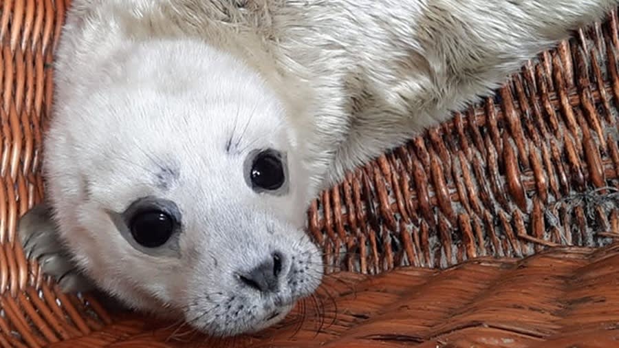 Zeehondenasiel waarschuwt strandgangers: doe dit niet