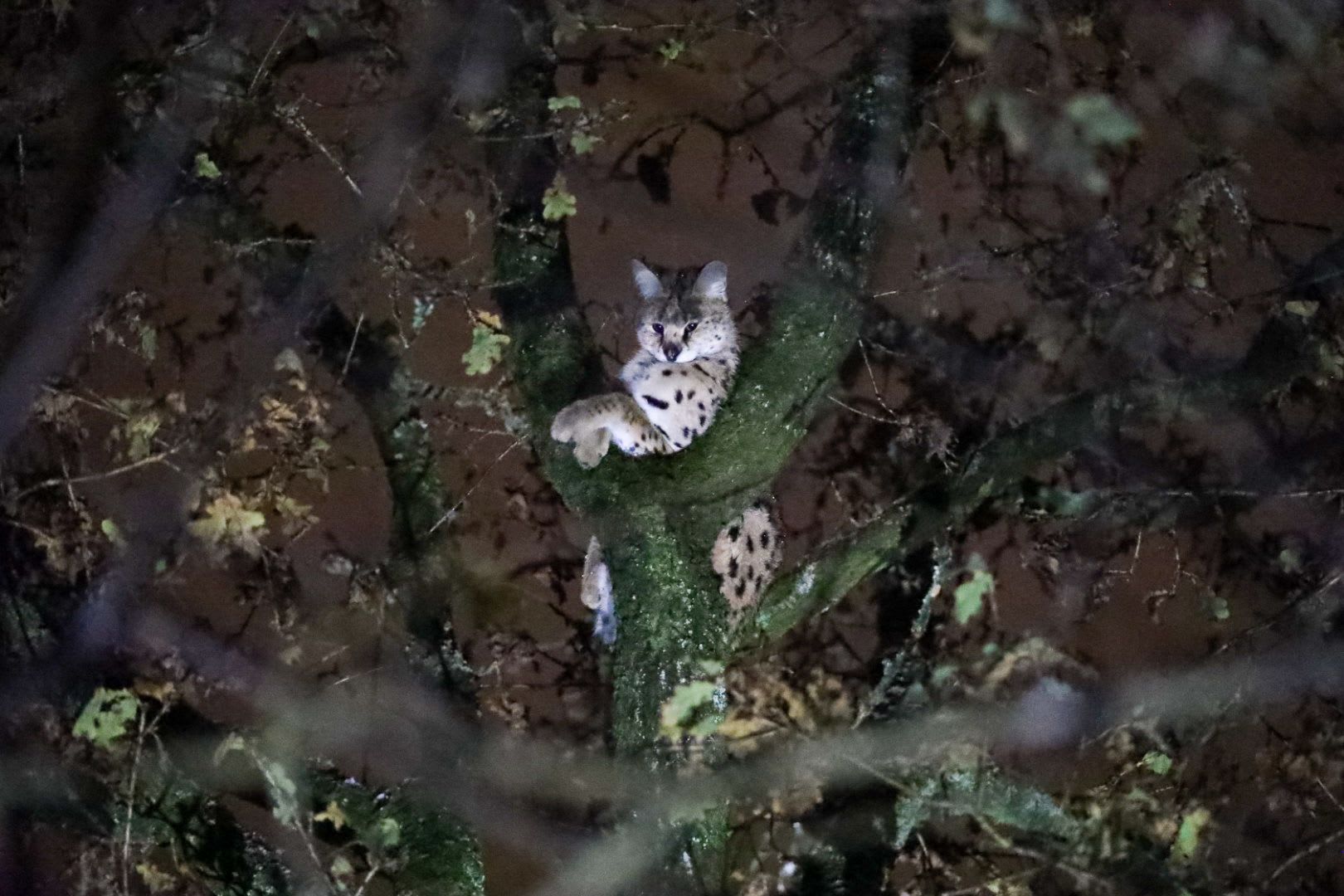 Vangkooien met rauw vlees en zoekteams: gooise serval na maanden eindelijk gevangen