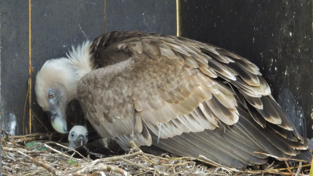 ZIEN: Twee superschattige giertjes geboren in DierenPark Amersfoort