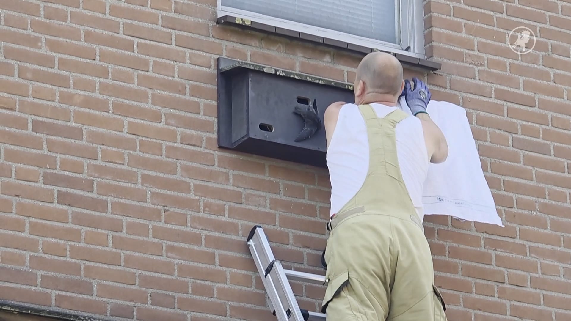 Brandweer bevrijdt vastzittende zwaluw in Wageningen