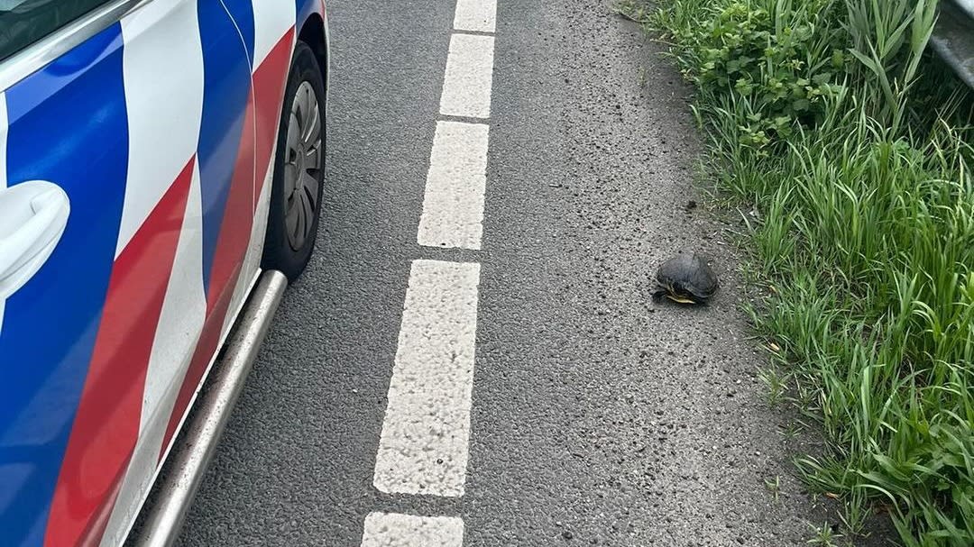 Schildpad neemt verkeerde route en eindigt op snelweg, agenten schieten te hulp