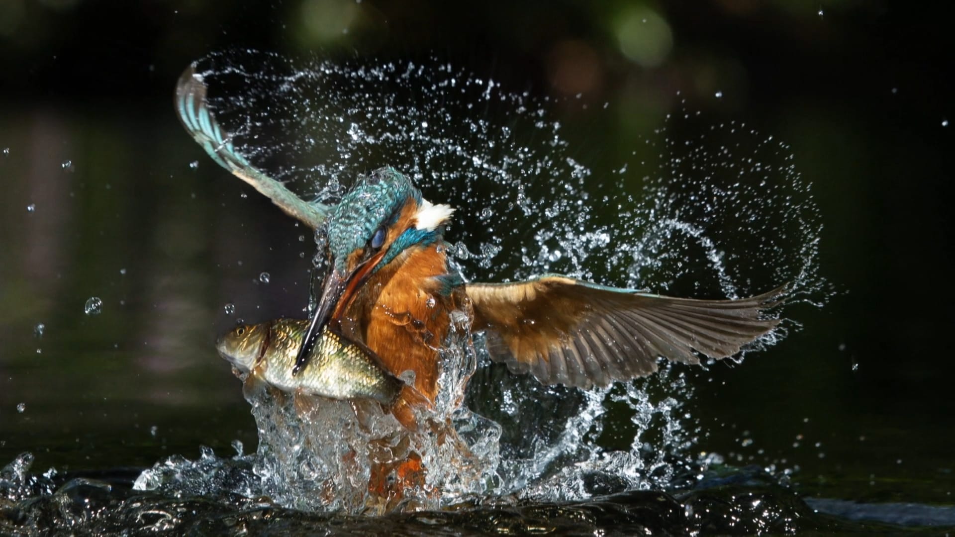 Dat ultieme kiekje van een ijsvogel? Fotograaf Jeroen wacht er uren op