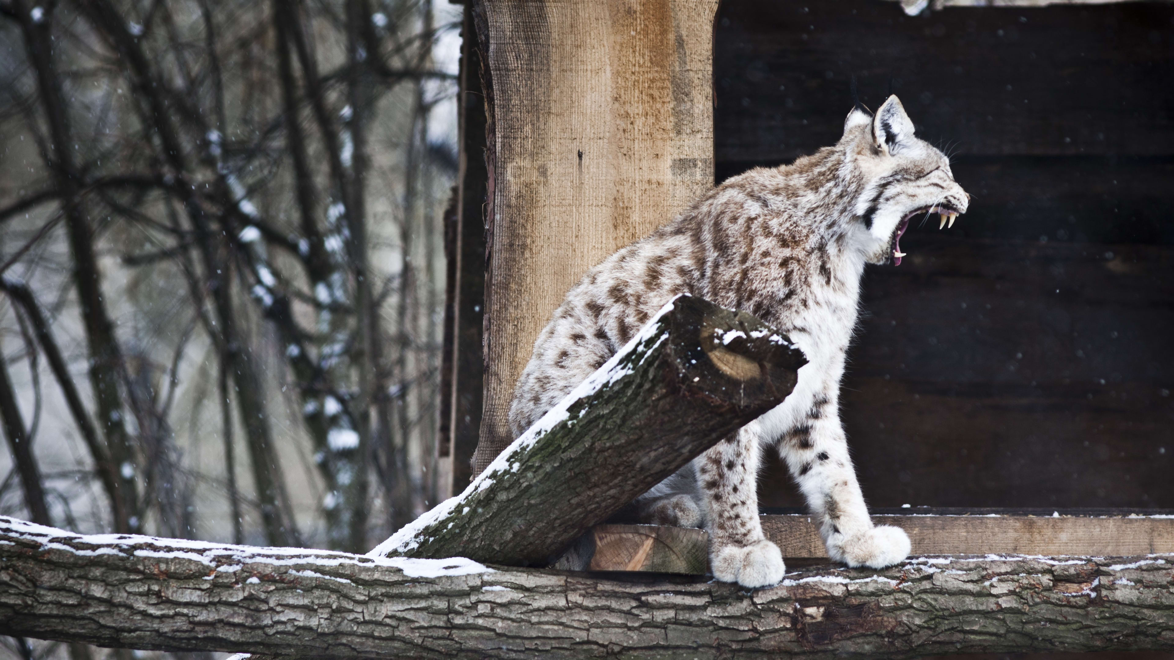 Ontsnapte lynx Kasteelpark Born weer gevangen en teruggebracht