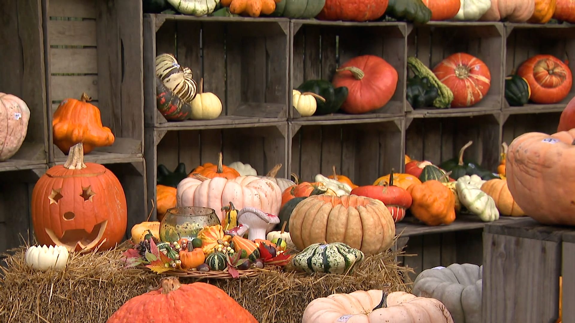 Happy Halloween! Het loopt storm bij deze pompoenenboerderij in Opperdoes