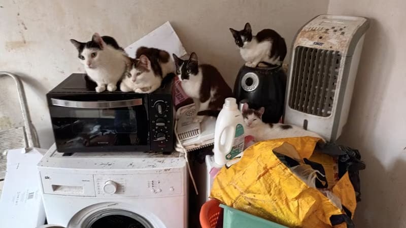 53 verwaarloosde katten uit vervuilde woning gehaald: 'Lag vol met uitwerpselen'