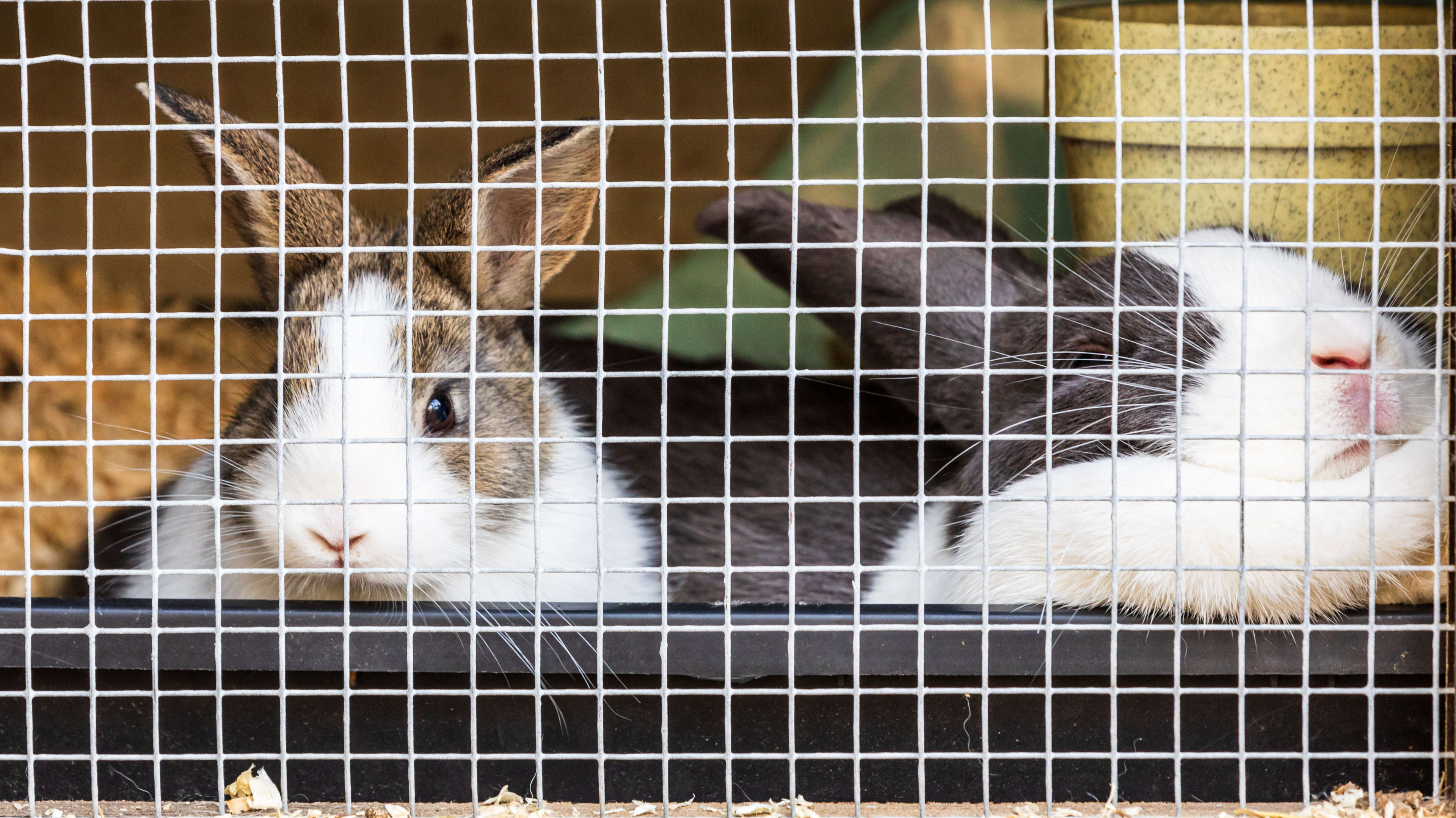 Oeps! Konijntjes Jim en Bibi verwisseld in operatiekamer, dierenarts opereert het verkeerde dier