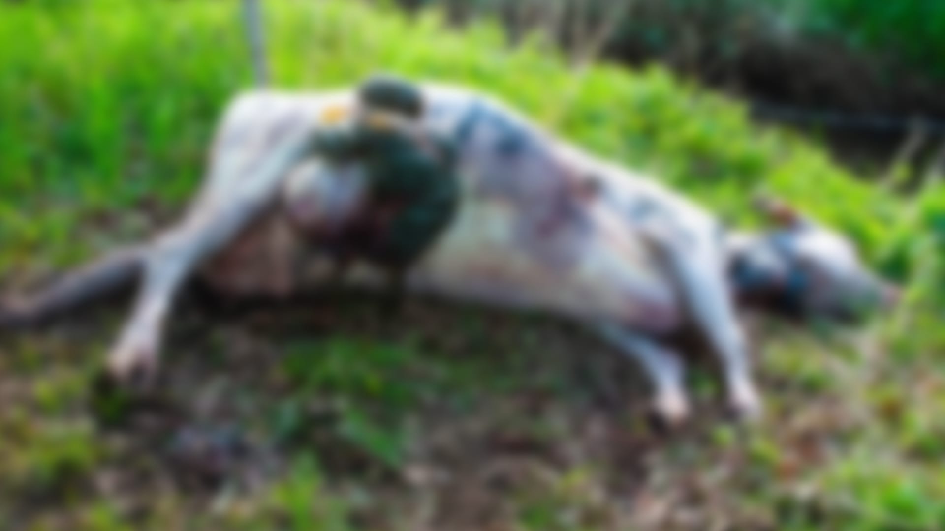 Drachtige koe mogelijk doodgebeten door wolf: 'Een lugubere aanblik'