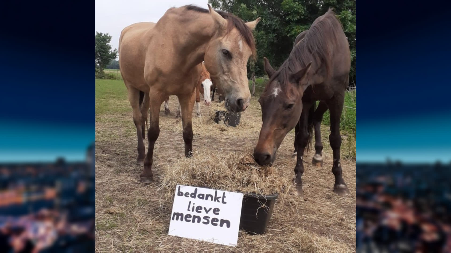 Paardenopvang vreest voor de slacht van 45 paarden en doet noodkreet