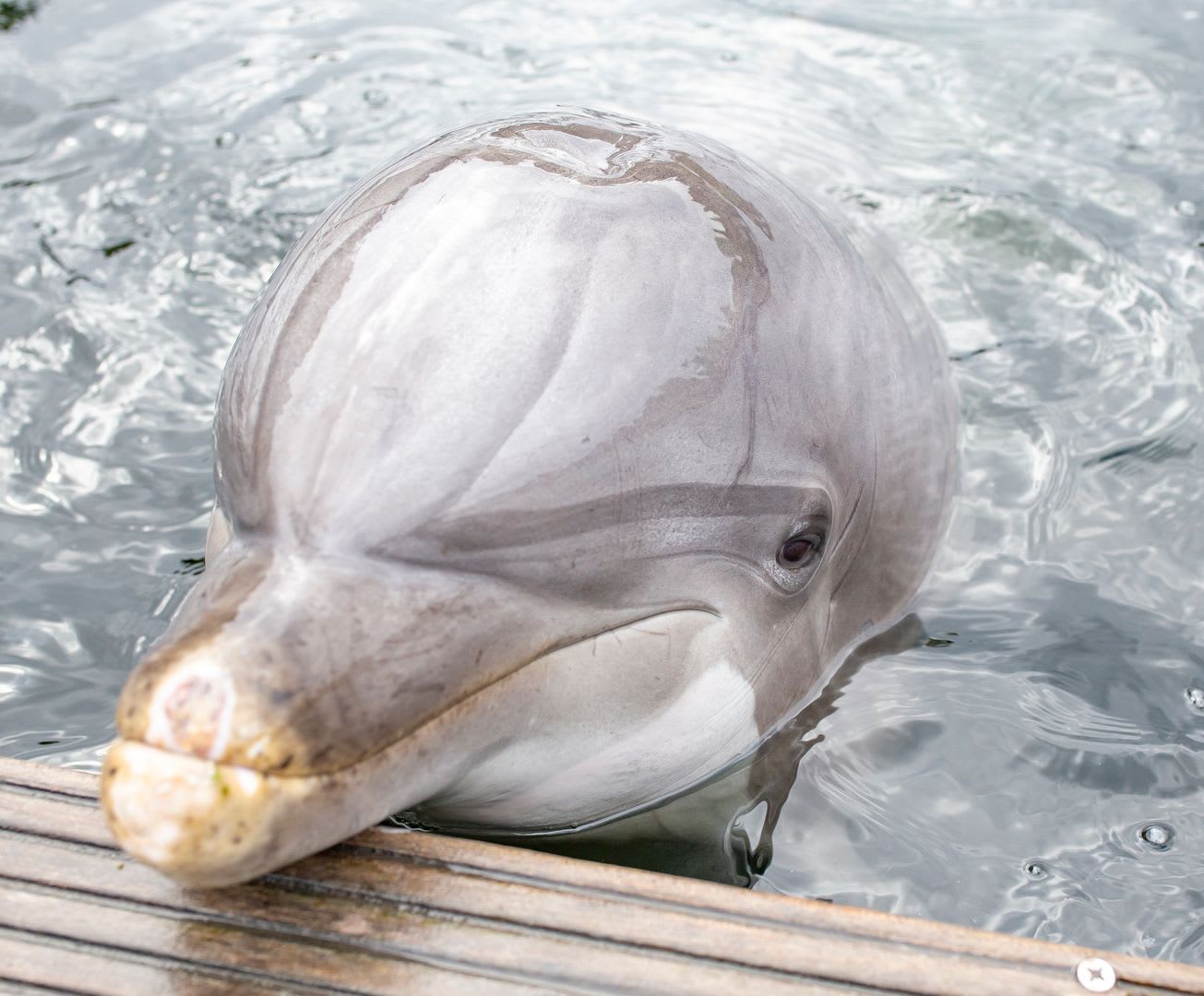 Dolfinarium neemt afscheid van iconische dolfijn Maaike (38)