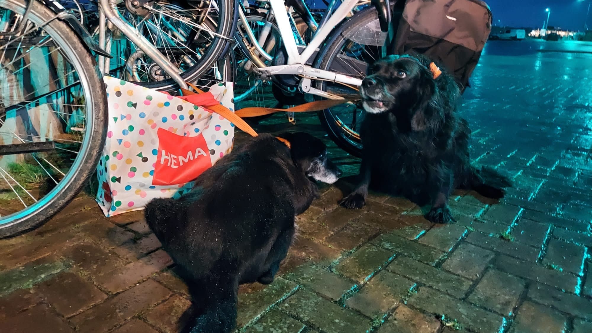 Gedumpte honden op Ameland hadden een goed leven: 'Dit was een wanhoopsdaad' 