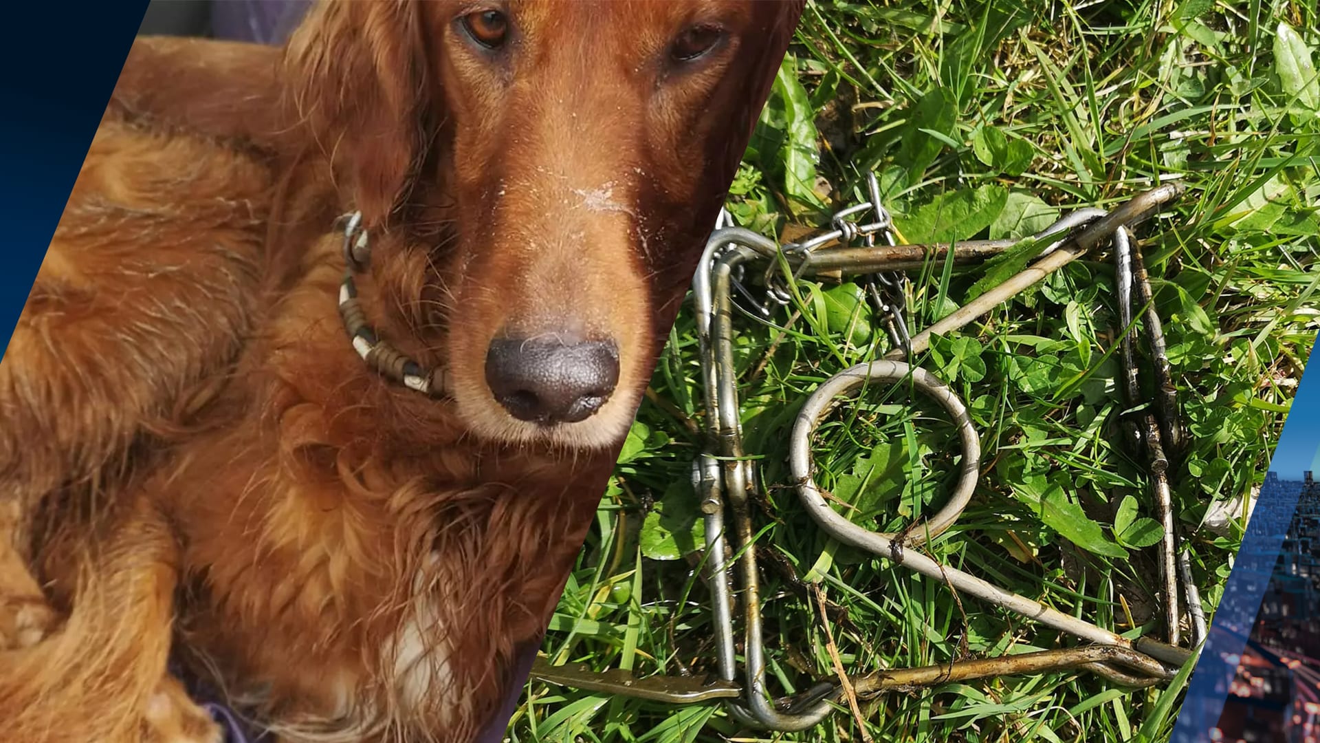 Hond Bowie gewond door grote rattenklem: 'Hoe kan dat in een losloopgebied?'