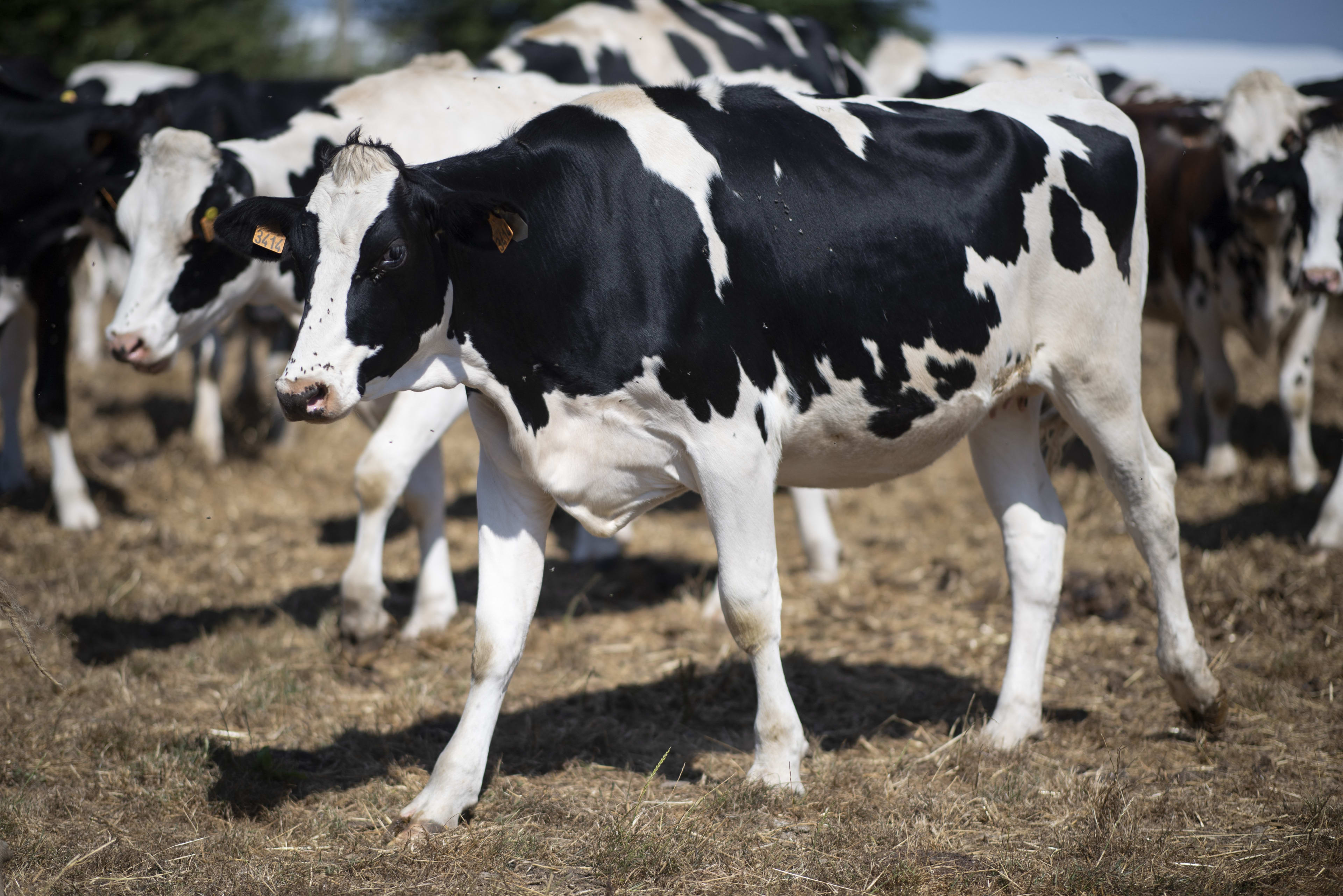 Nederlandse boeren stoppen tijdelijk met Duitse vee-import om MKZ