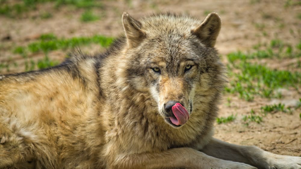 Grote grazers door komst wolven feller tegen honden