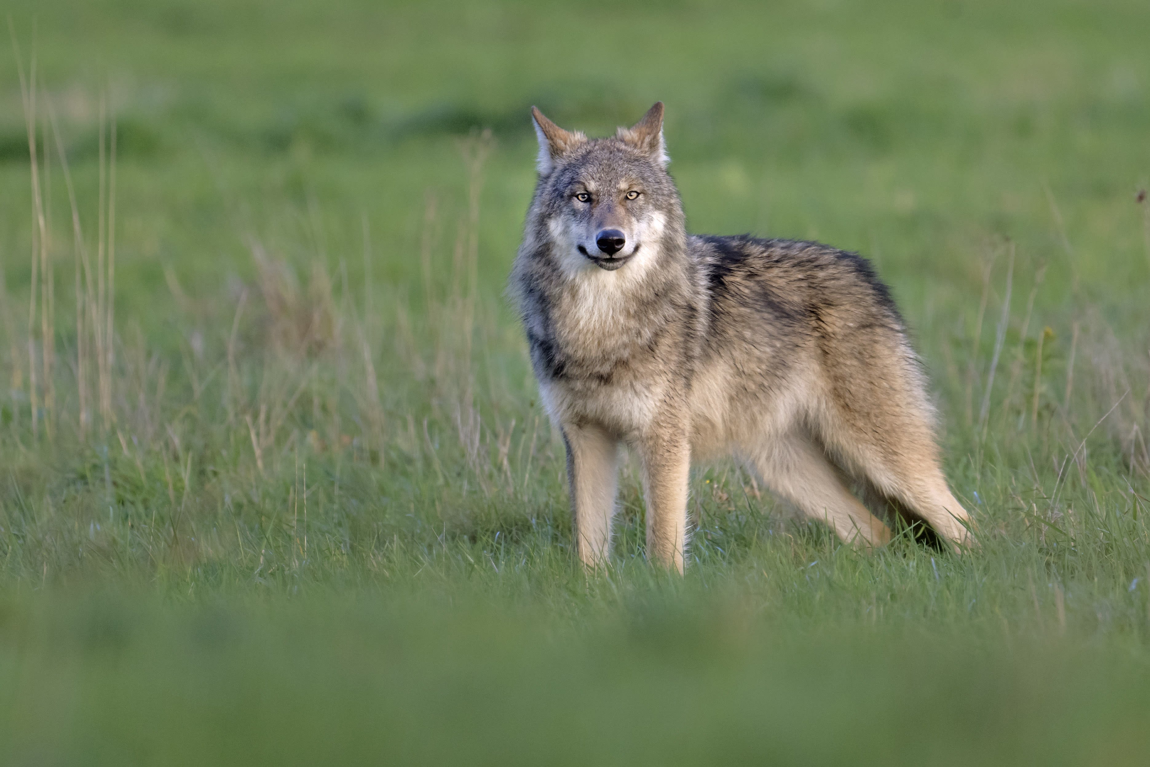 Paintballgeweer mag voortaan gebruikt worden tegen wolf in Gelderland