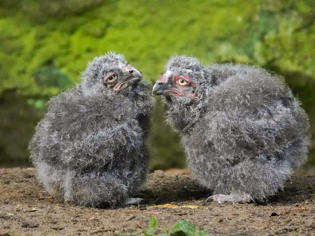 Schattig! Drie kleine sneeuwuiltjes uit ei gekropen in DierenPark Amersfoort