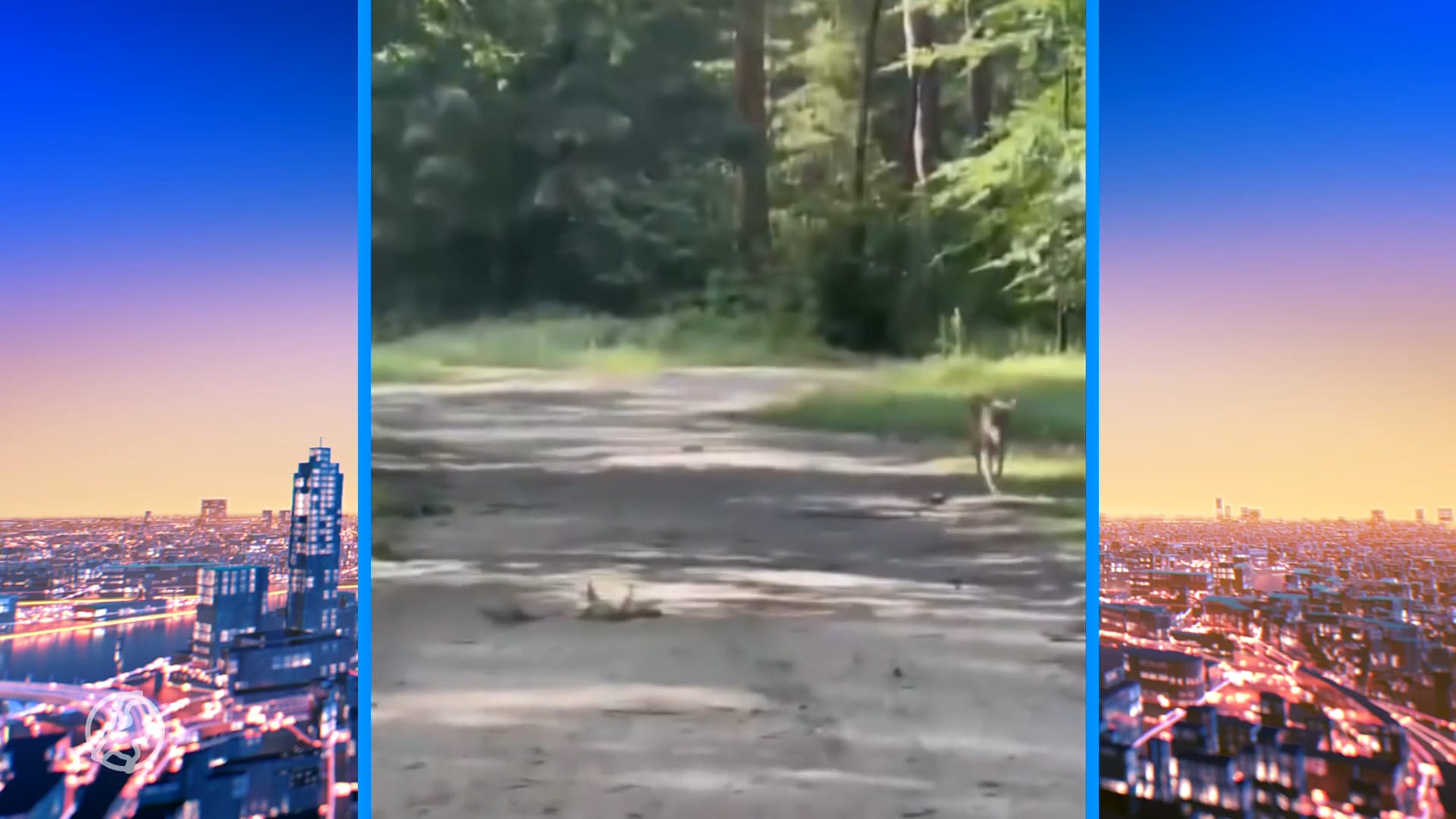 Kind aangevallen door wolf in natuurgebied nabij Leusden, advies om gebied te mijden