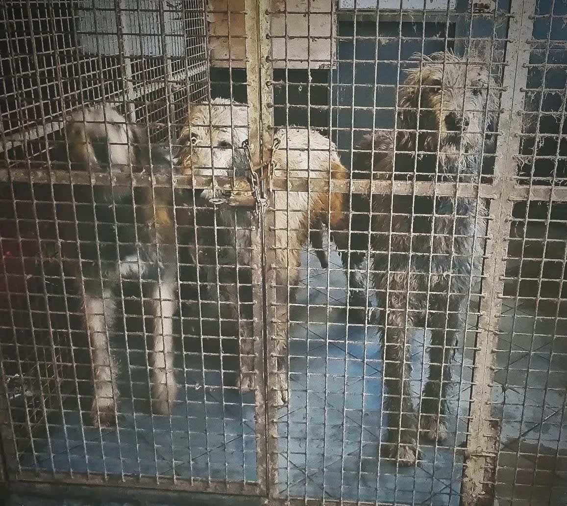 Tientallen verwaarloosde honden en vogels in beslag genomen: 'Penetrante lucht van urine was adembenemend'