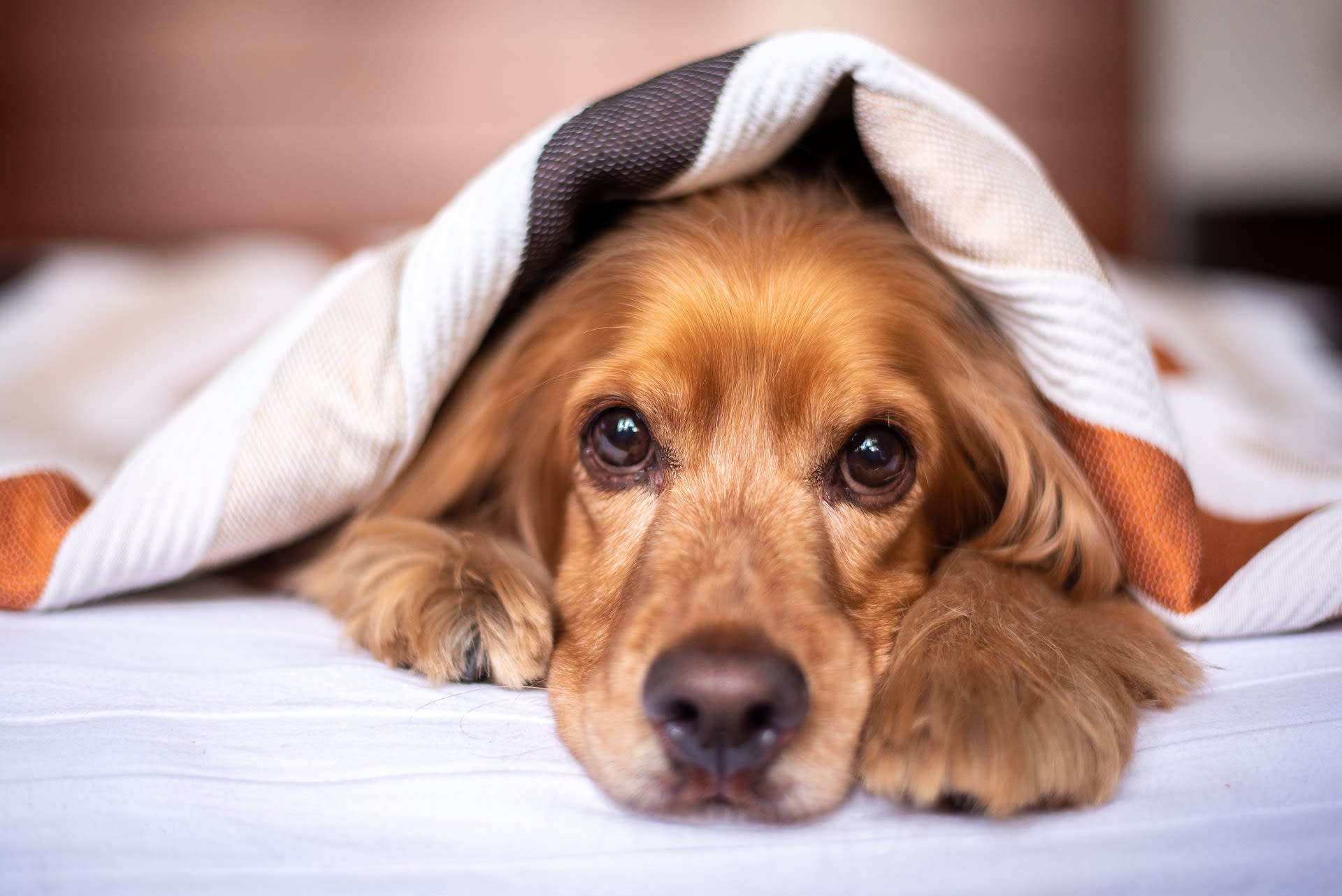 Pas op: giftige frikandellen op straat vormen gevaar voor je hond