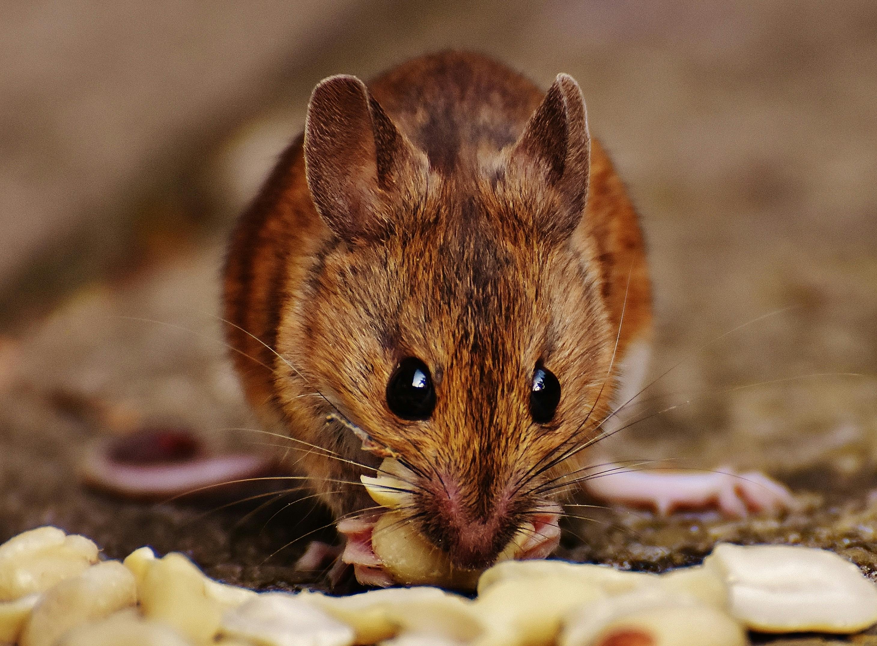 Bon appétit: muizenkeutels gevonden in keukens van Rotterdamse horeca