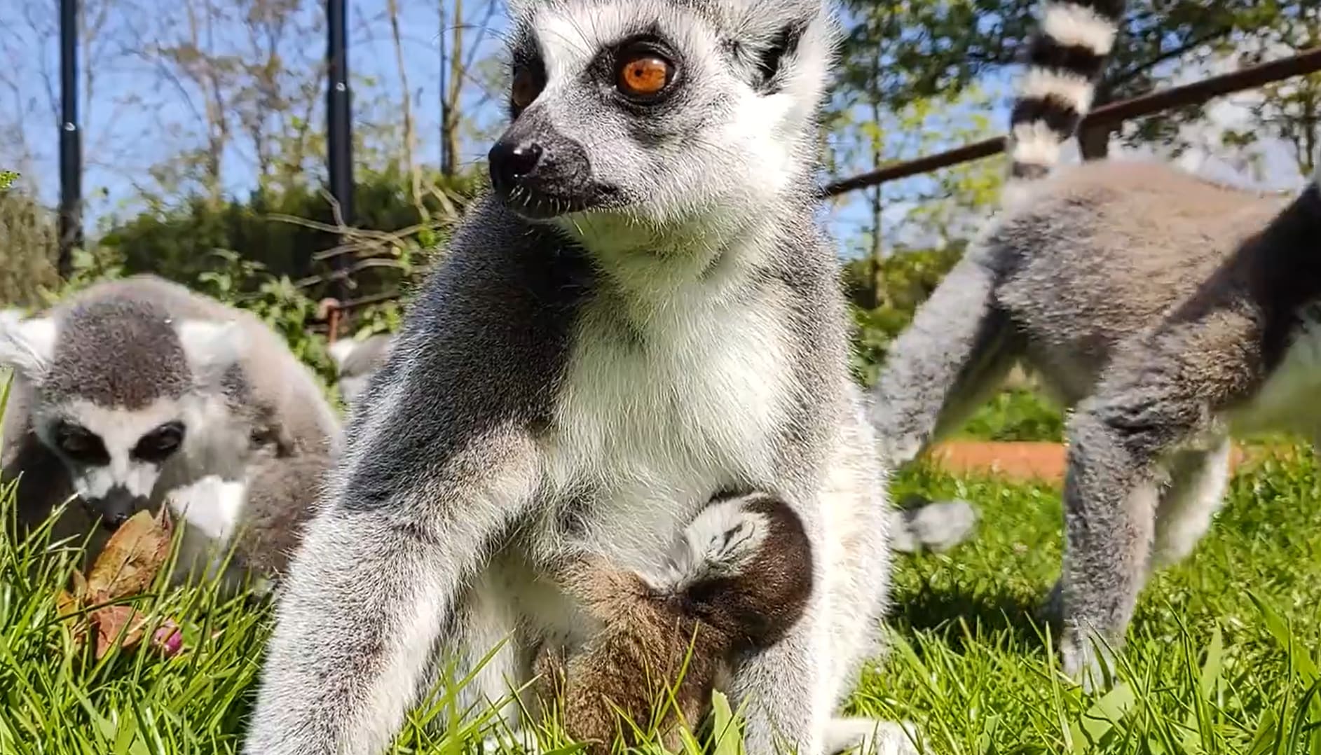 Beschuit met muisjes in Diergaarde Blijdorp: twee ringstaartmaki's geboren