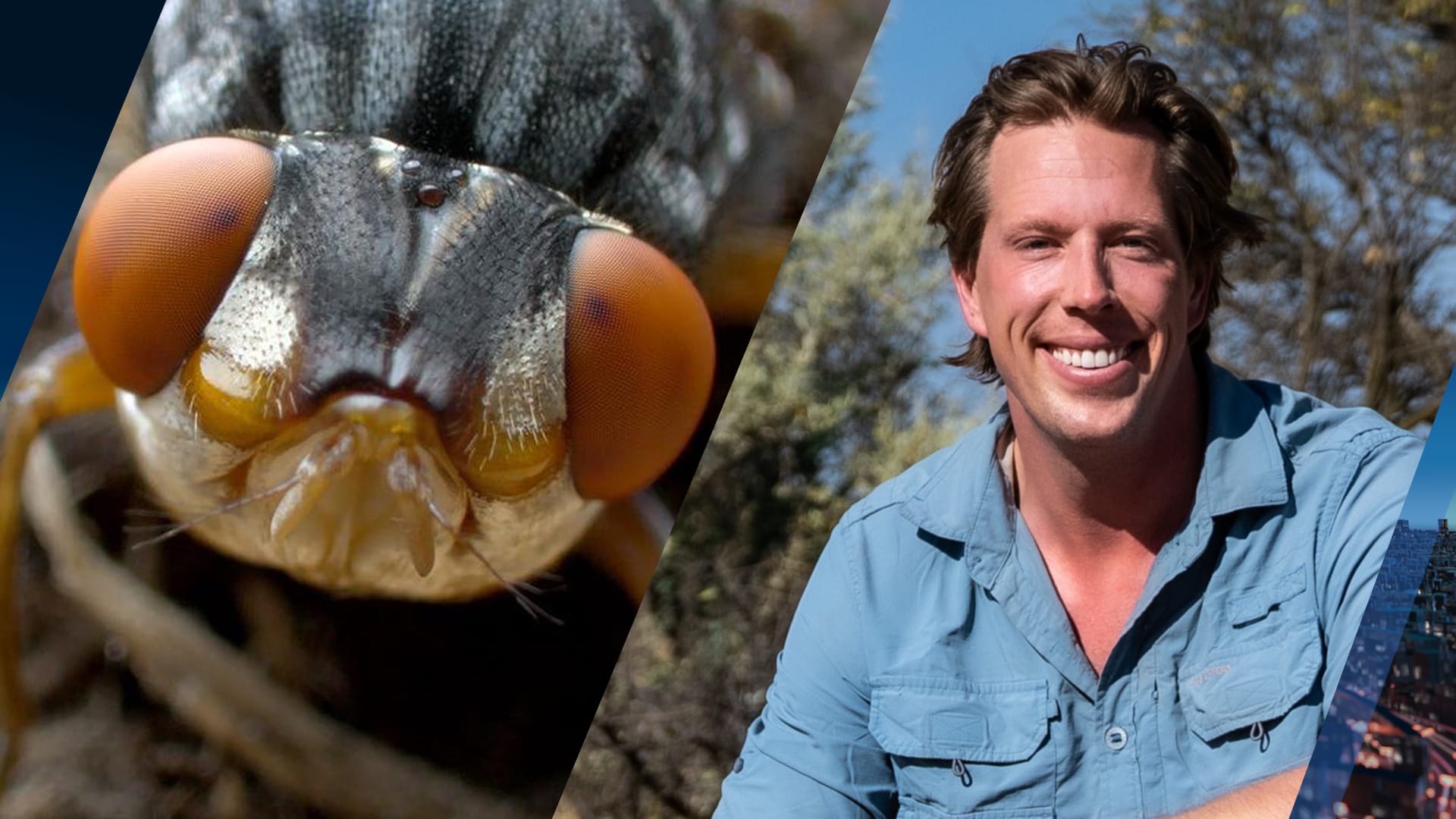 Vlieg die uit been Freek Vonk kroop overleden, nu tentoongesteld in Naturalis