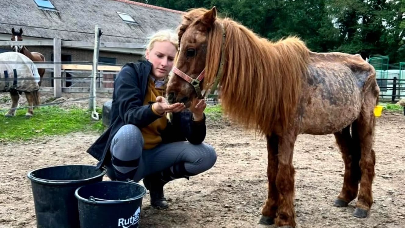 Dit is waar verwaarloosde paarden en pony's worden opgevangen: 'Kans om weer paard te worden'