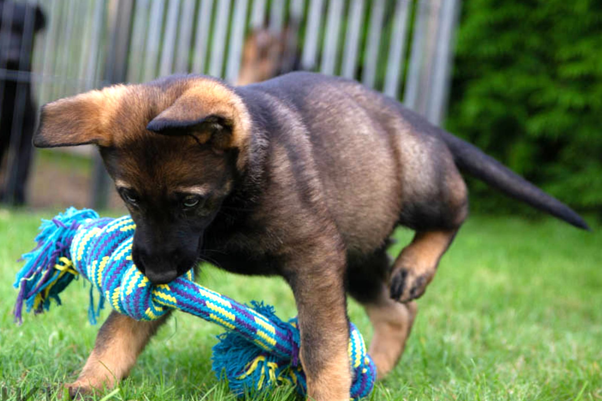 Hartverscheurende verdwijning: Duitse herder pup Winnie gestolen bij trainingsclub