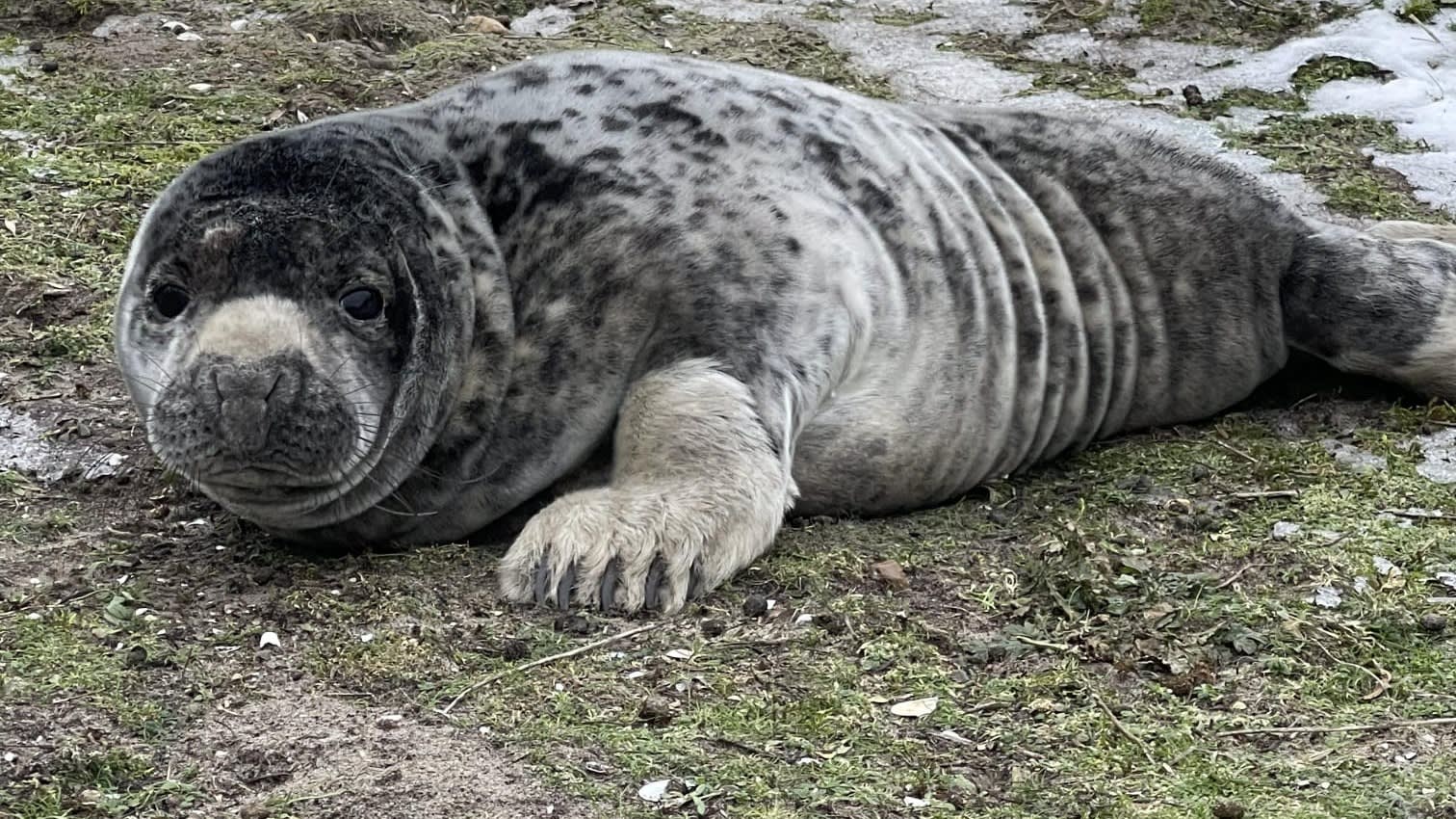 ZIEN: piepjong zeehondje gaat (weer) op avontuur in Amsterdam