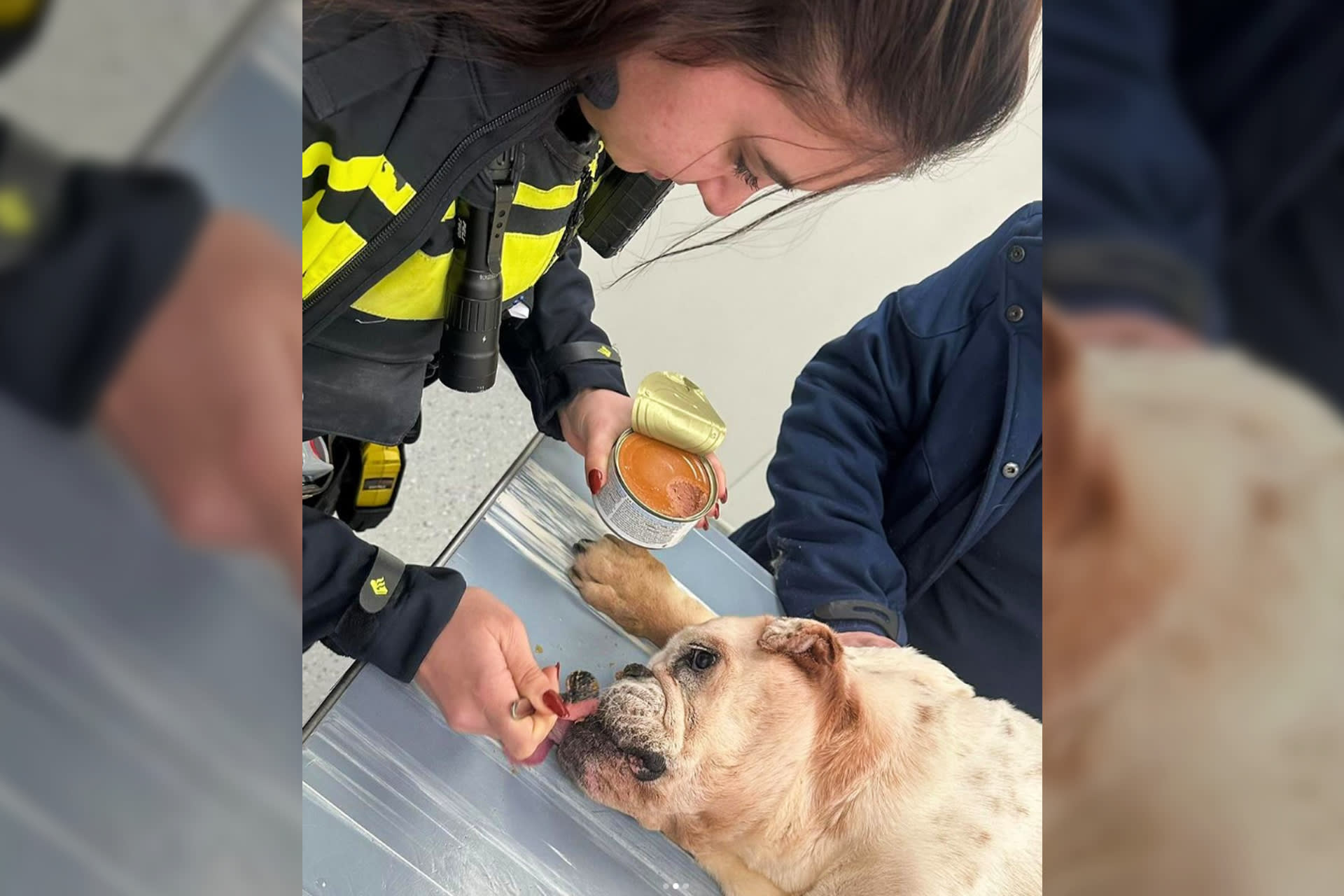 Politie treft doodzieke hond aan in donkere kamer: 'Met spoed naar dierenziekenhuis'