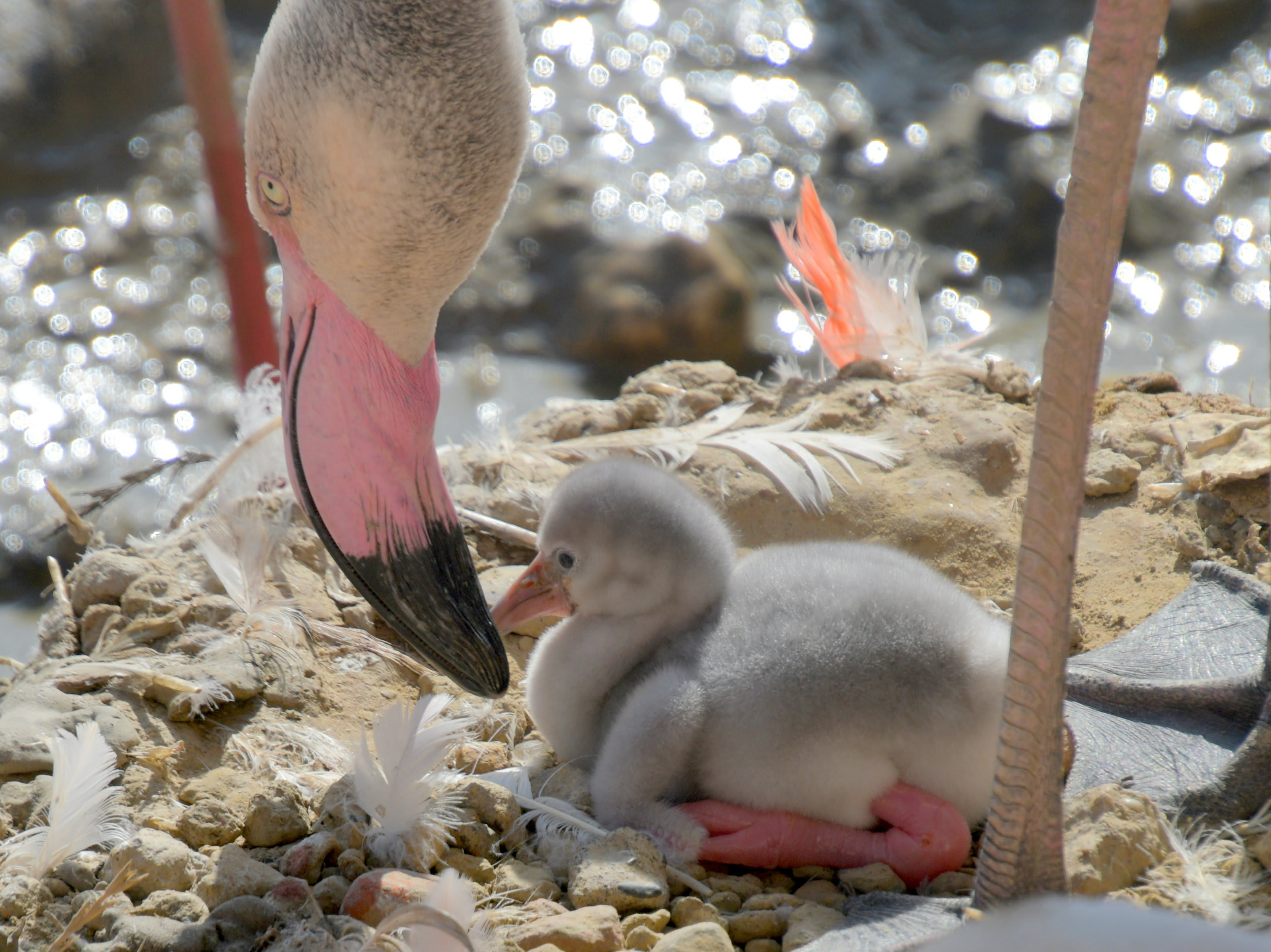 Babyboom in dierentuin Kerkrade: vijftig flamingo's uit ei gekropen