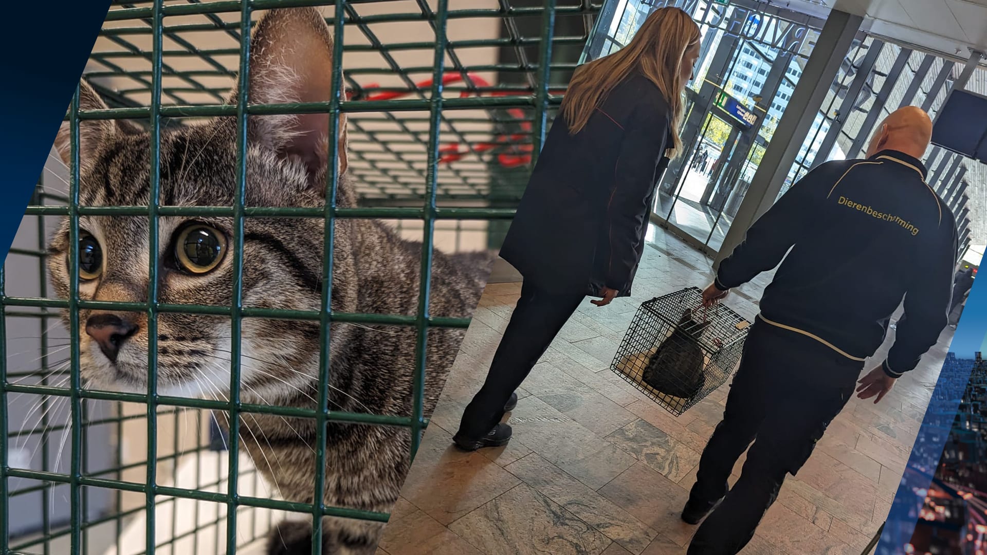 Kat achtergelaten in reistas op station Rotterdam Centraal