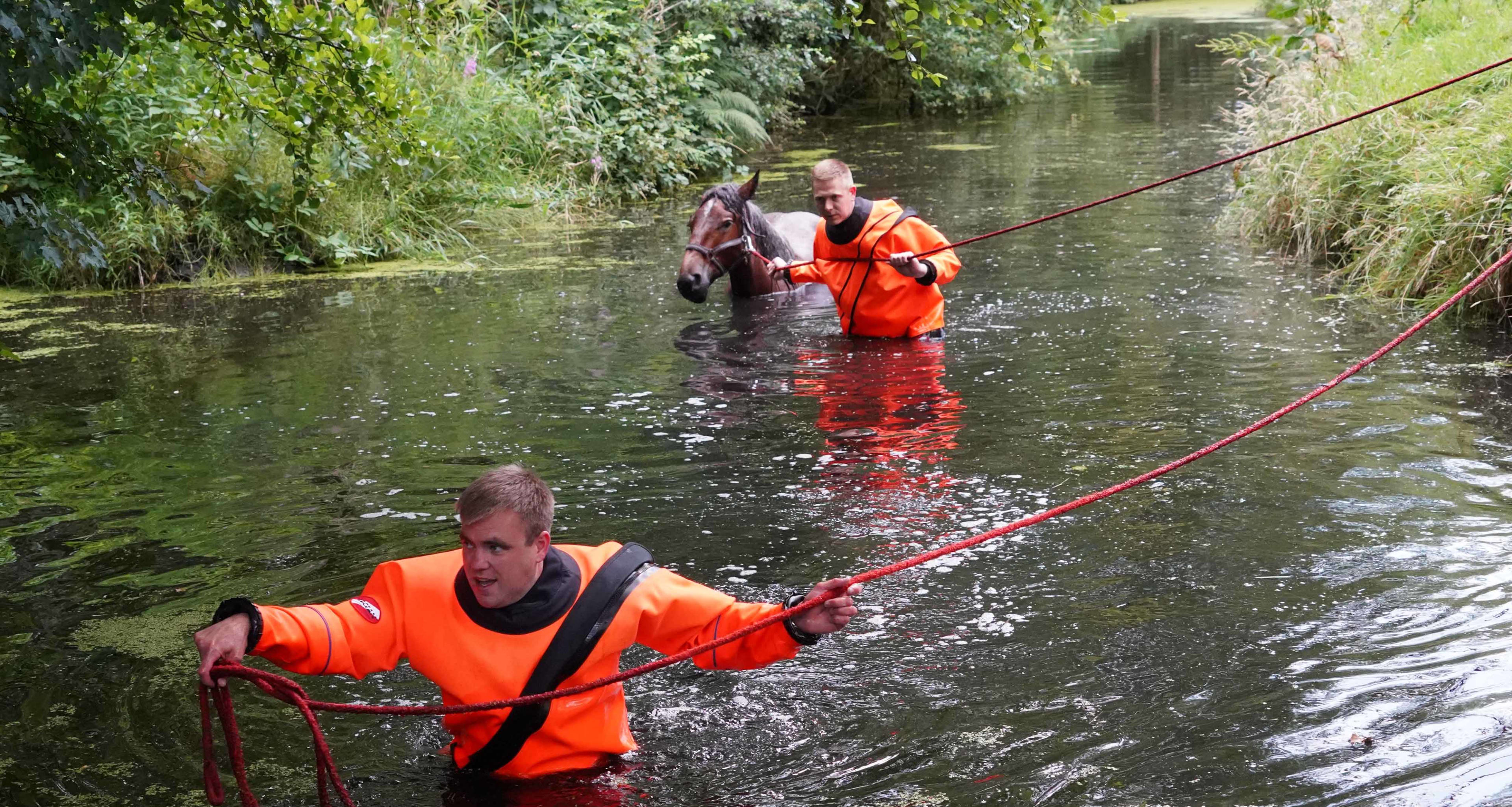 Paard zit vast in diepe sloot, brandweer redt dier met touwen uit water