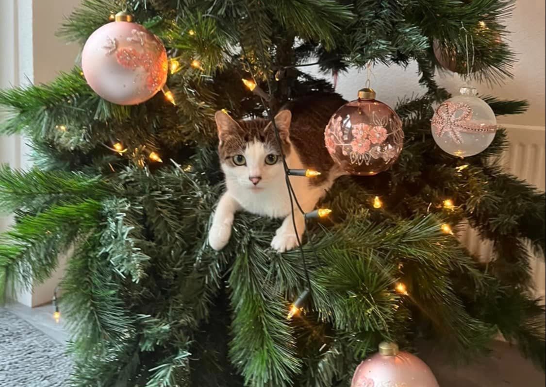 Poes Sproetje doodgeschoten met luchtbuks, eigenaar Mirjana op zoek naar getuigen