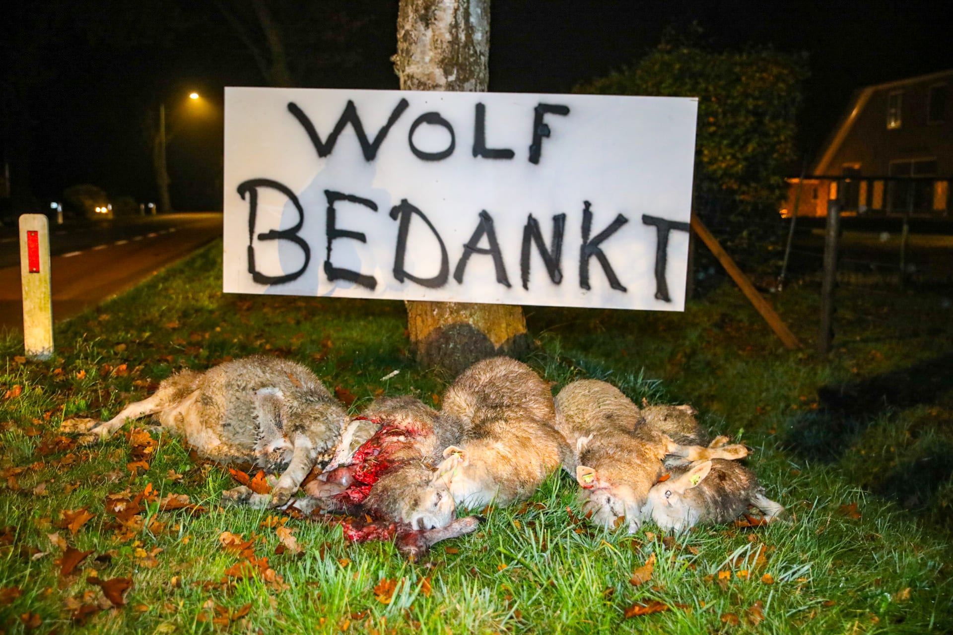 Boer legt dode schapen langs de weg bij Speuld: 'Wolf bedankt'