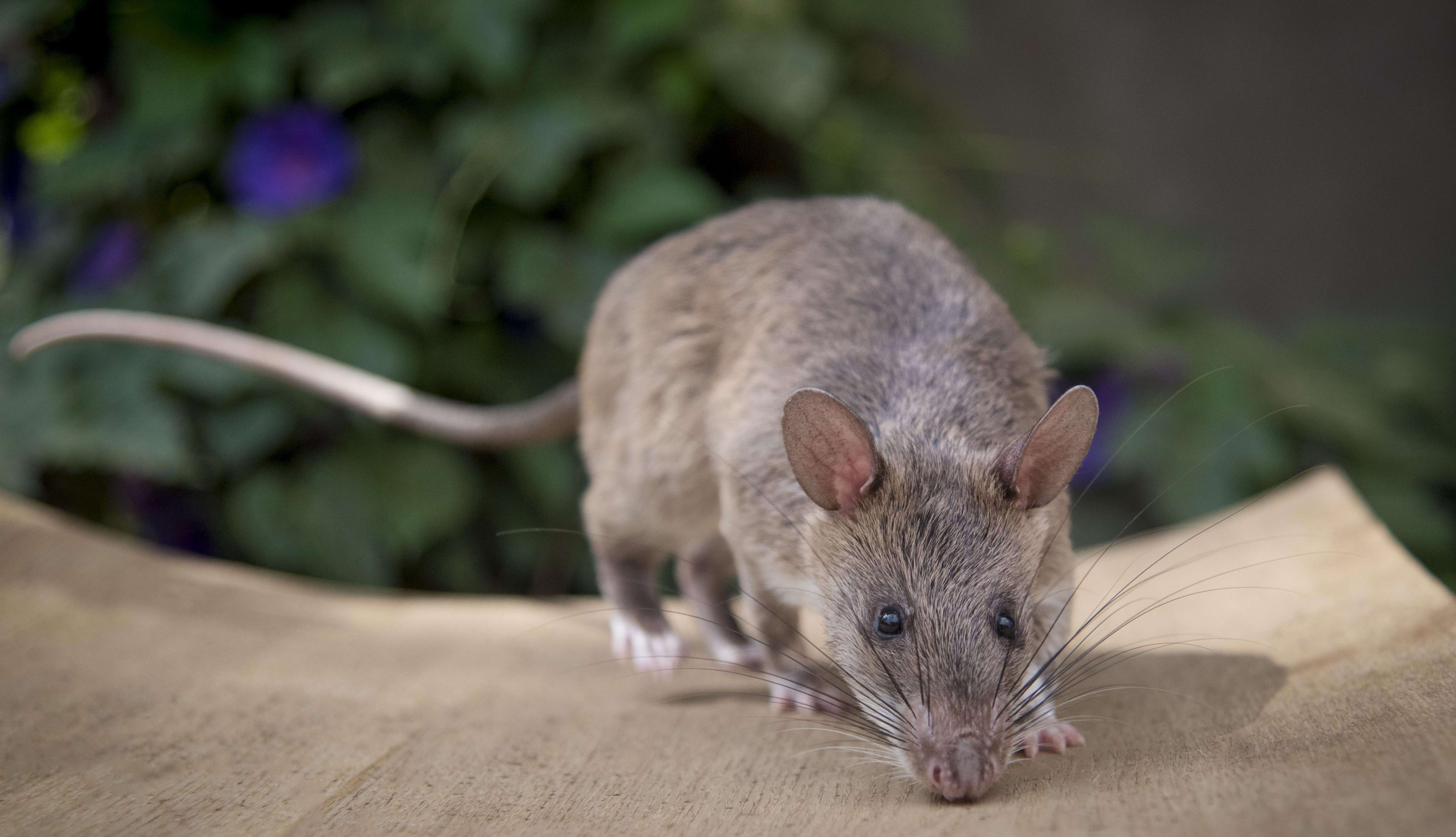 Man met vuurwapen blijkt Rattenvanger