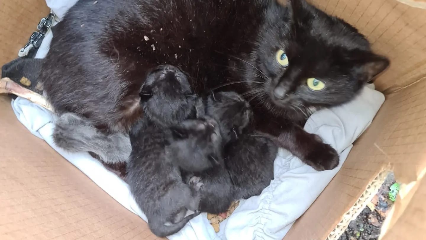 Moederpoes met vijf kittens in doos achtergelaten in duinen: 'Ons hart huilt'