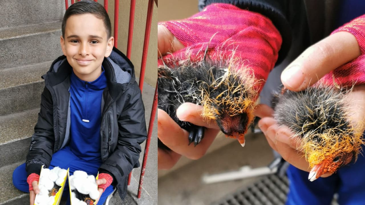 Jonge held Zaid (9) redt meerkoetkuikentjes van kinderen die ermee overgooien