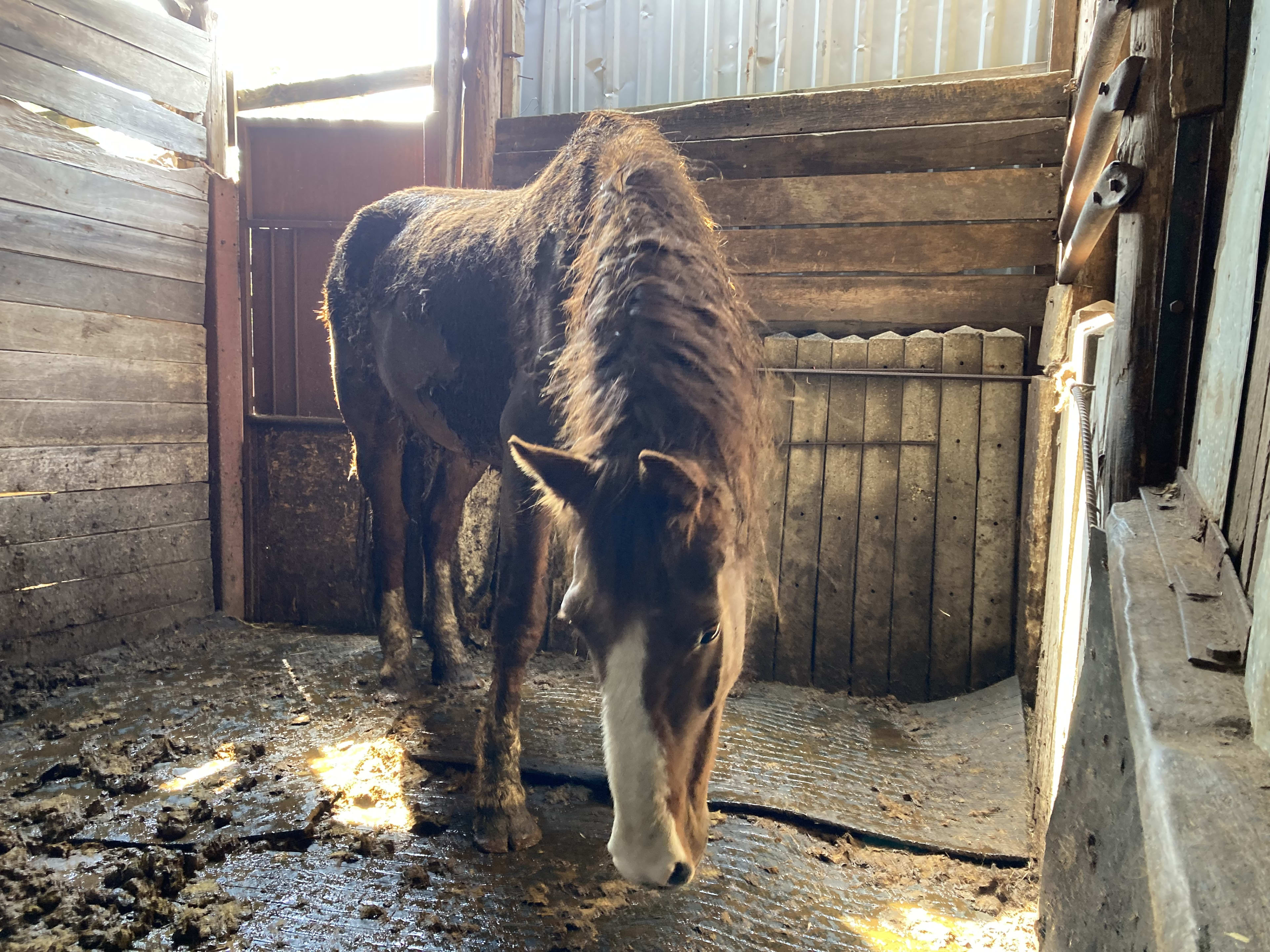 Eigenaar sluit paarden maandenlang op in smerige schuur