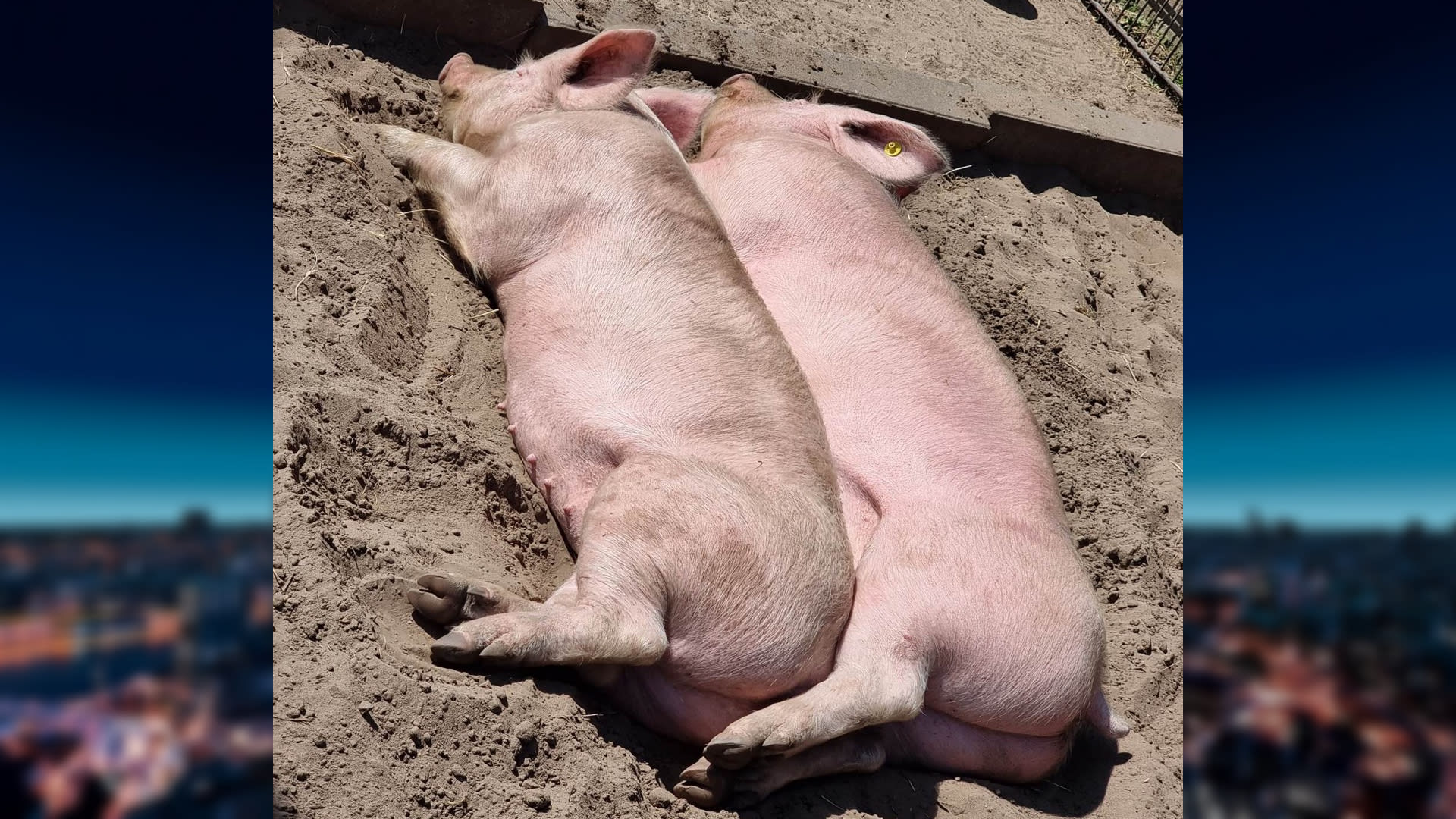 Kinderboerderij komt om in zonnebrand voor varkens na doneeroproep: 'Heel lief'