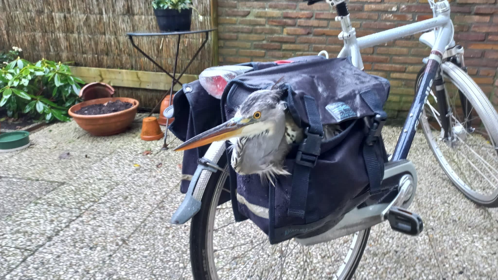 Dierenvriend neemt reiger met gebroken poot mee in fietstas