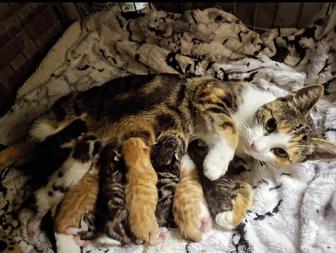 Moederpoes met negen kleine kittens gedumpt in Weerselo: 'Onbeschrijfelijk'
