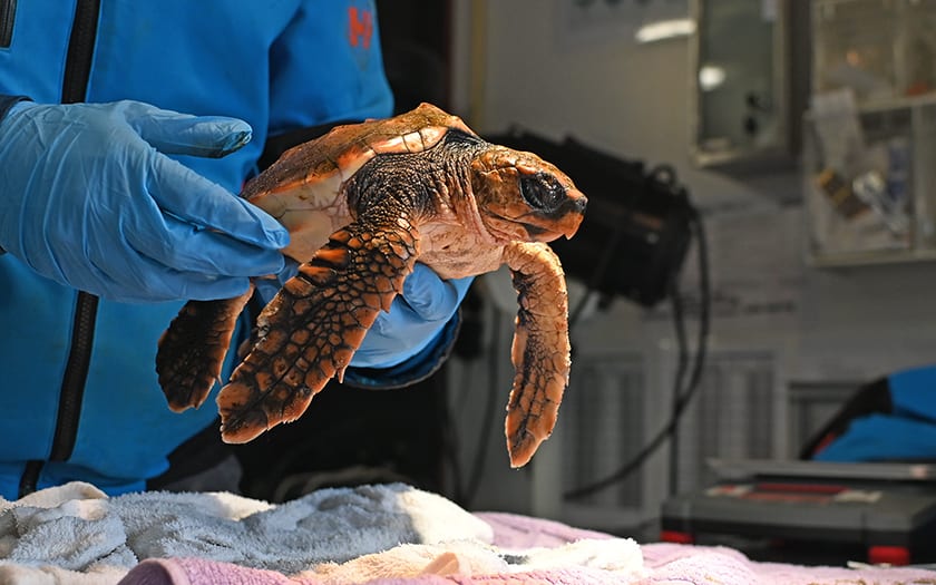 Opnieuw een dikkopschildpad aangespoeld, nu op Texel