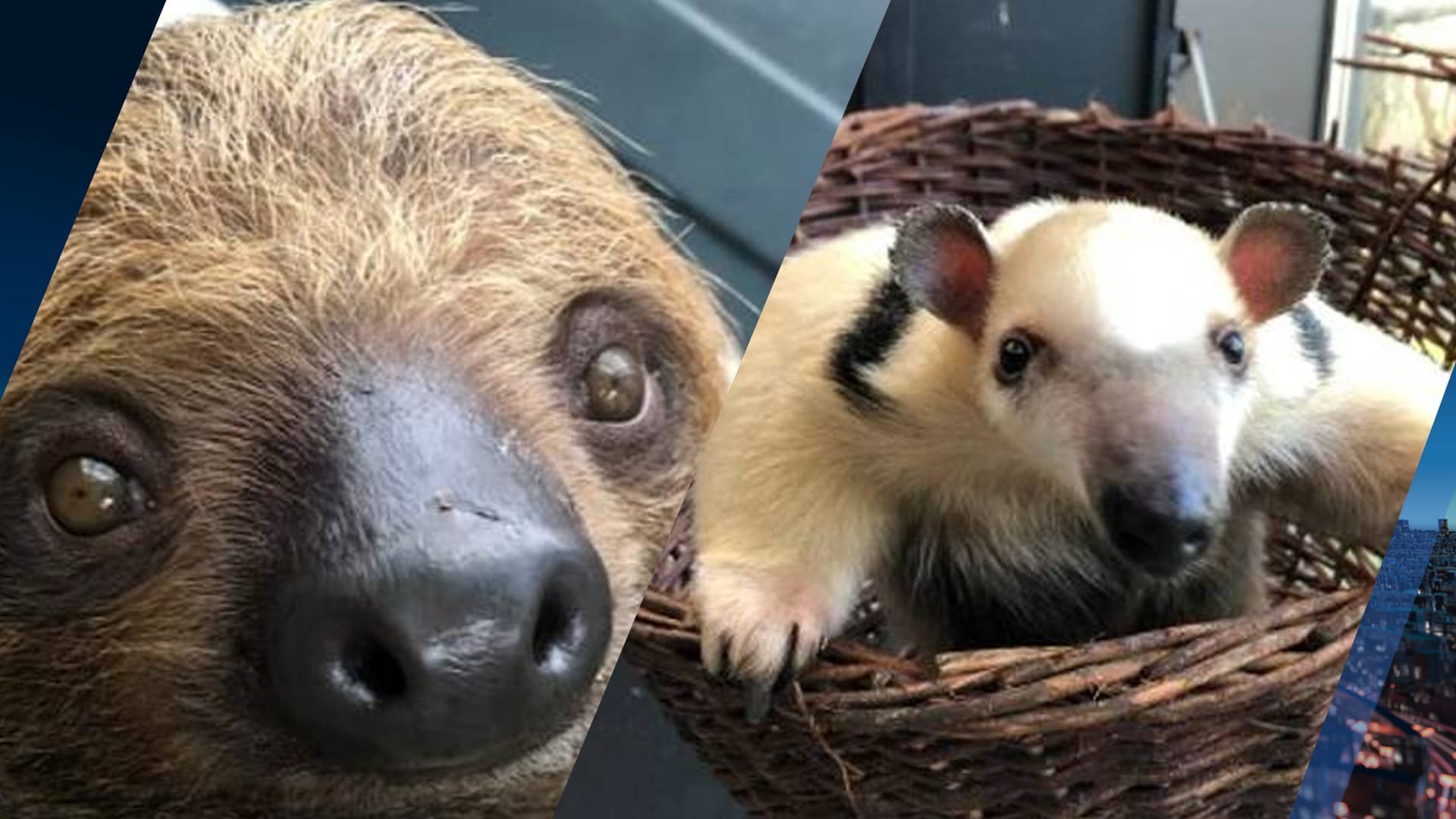 ZooParc Overloon verwelkomt twee Zuid-Amerikaanse vrouwtjes