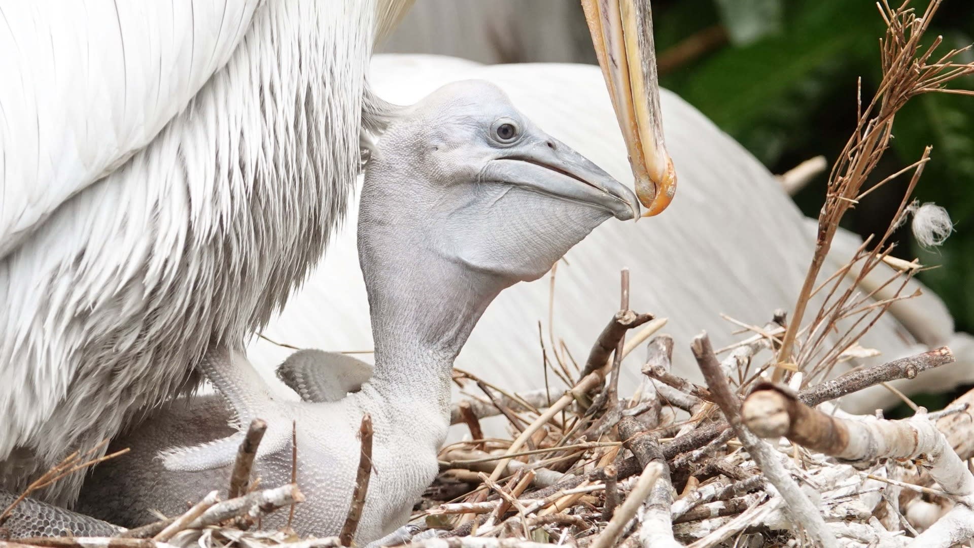 Pelikanenkuiken uit ei gekropen in DierenPark Amersfoort