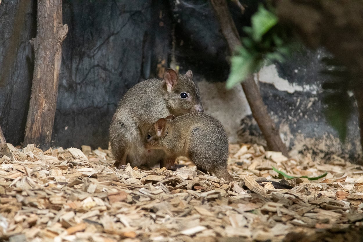 Bedreigd buidelkonijn geboren in DierenPark Amersfoort