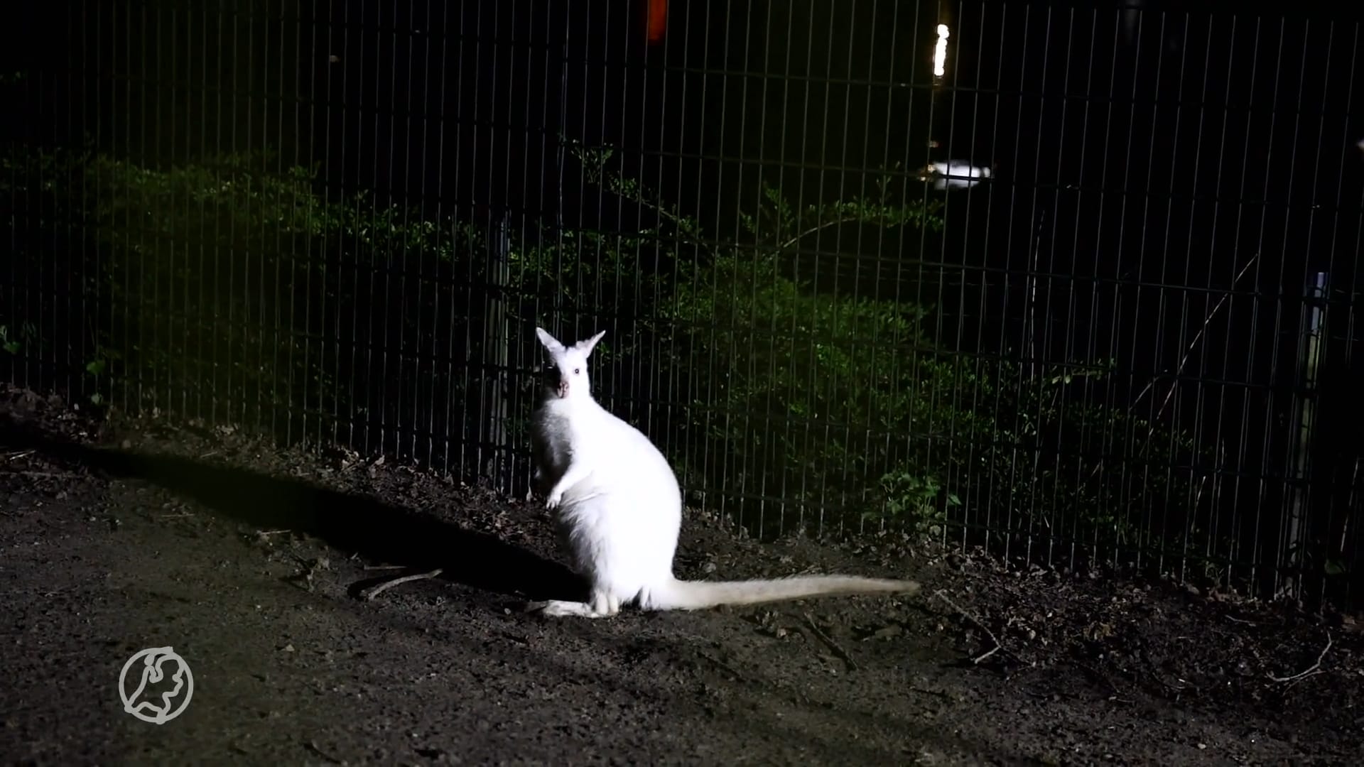 Voorbijgangers redden jonge onderkoelde wallaby van verdrinkingsdood