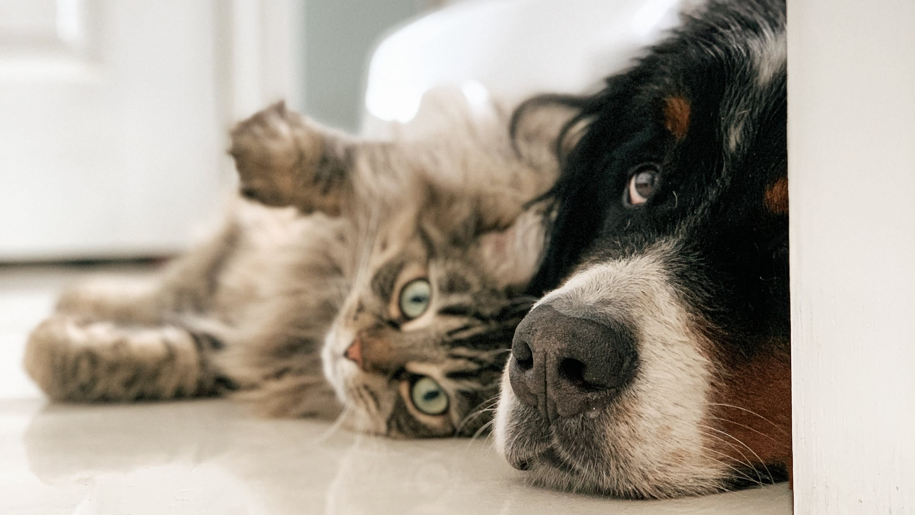 Tweede Kamer wil maatregelen tegen steeds duurdere dierenarts