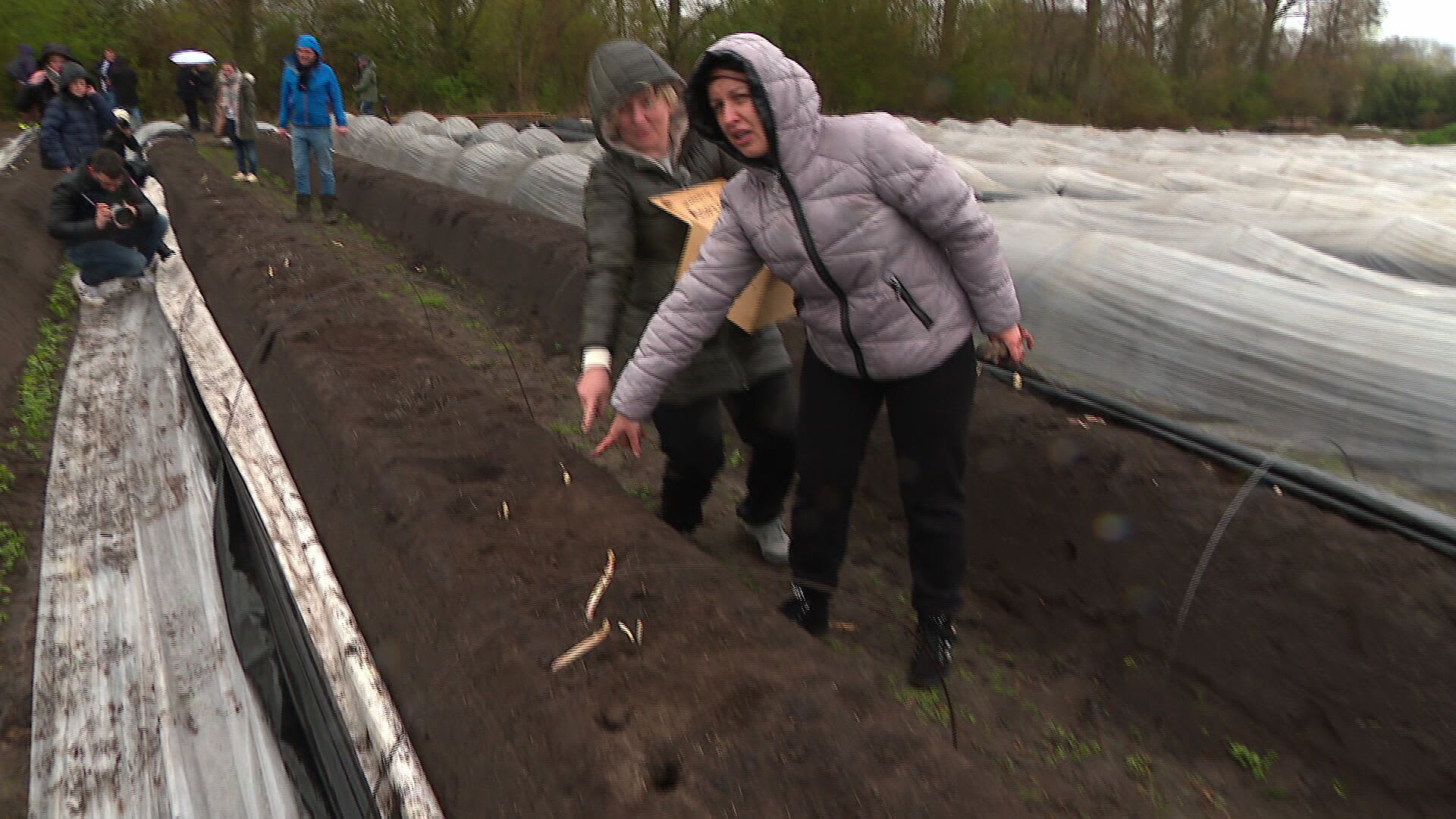 Oekraïense vluchtelingen steken eerste asperges in Brabant: 'Ik ben trots!'