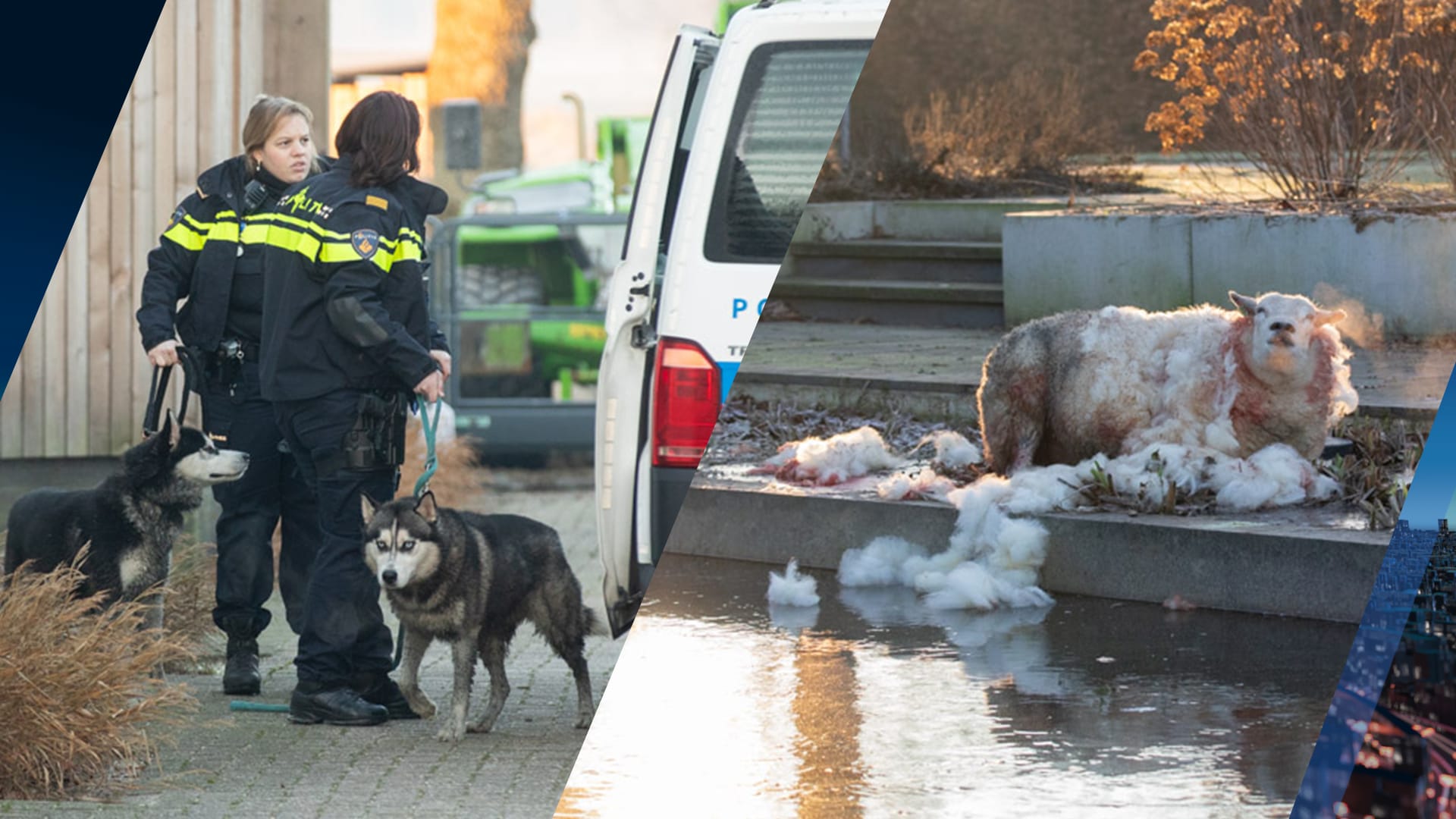 Honden in beslag genomen na dodelijke aanval op schapen in Eemnes
